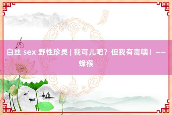 白丝 sex 野性珍灵 | 我可儿吧？但我有毒噢！——蜂猴