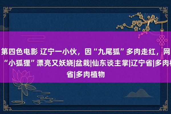 第四色电影 辽宁一小伙，因“九尾狐”多肉走红，网友：“小狐狸”漂亮又妖娆|盆栽|仙东谈主掌|辽宁省|多肉植物